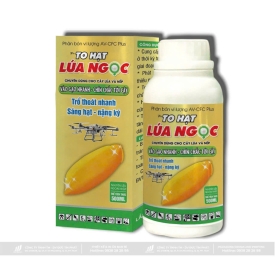 TO HẠT LÚA NGỌC