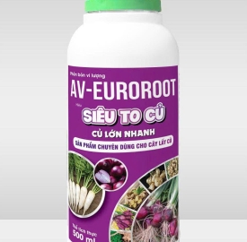 SIÊU TO CỦ